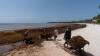 All hands on deck to tackle Mexico’s sargassum seaweed crisis