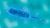 Maryland's 'flesh-eating' bacteria cases more than double as Chesapeake Bay warms