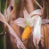 Germany: How weather extremes impact local agriculture