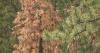 Colorado's drought fuels mountain pine beetle outbreak