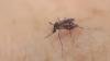 West Nile virus detected in mosquito samples in 3 Rhode Island communities