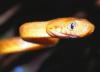 Rota Needs More Port Support After Brown Tree Snake Sightings