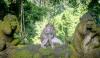 US declines to protect endangered monkeys used in medical research