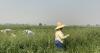 Farmworkers keep harvesting through Idaho heat, wildfire smoke
