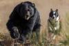 Tahoe’s bears can get too comfortable with humans. These dogs help bring back healthy fear
