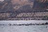 Spain deploys military to Ceuta as thousands cross border from Morocco and at least nine die