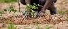 Climate Change: Yobe Plants 1,000 Trees To Fight Desertification
