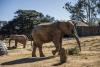 The last trio: S.Africa's zoo elephants await their fate