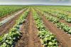 Australian farmers seek solution to mounting plastic waste problem left out of recycling strategy