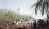The Business of Slavery From Africa to the New World Part 3: The Factory in the Field