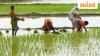 Ample fertilizer stocks cushion India against war-driven supply risks