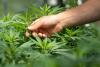 Your favorite hemp products could become illegal this November, but you can help 