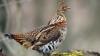 Why grouse numbers have declined in Pennsylvania
