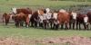 Heat wave kills more than 1,000 cattle in northeast South Dakota, threatening producer livelihoods