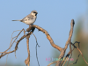The Bird That Leads to a Bigger Story: How Zarudny’s Sparrow Reveals Turkmenistan’s Quiet Conservation Success