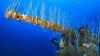 How Bikini Atoll survived 23 nuclear bombs to become a marine sanctuary