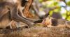 Study finds monkeys and apes form friendships with other species