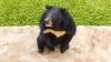 Moon bear takes first steps in sunshine after years on illegal bile farm in Laos