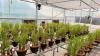 An AI-designed enzyme edited rice DNA. Is this Indian farming's future?