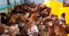 Firm behind major Oxfordshire chicken farm plan silent amid industry criticism