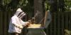 Wildfire smoke disrupts bee navigation, MSU researcher finds