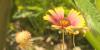 Louisiana native plant enthusiast says the best lawn isn’t grass at all