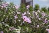 Seoul Botanic Park marks Liberation Day with massive flower showcase