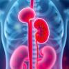 Kidney transplant despite poor initial conditions: New drug sustainably reduces immune response against donor organ