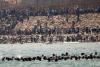 Italy wants Spain suspended from Schengen zone after thousands breach Morocco’s border to cross over to Ceuta