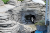 Why are there penguins living outdoor in summer?