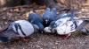 Mystery Man Terrorizes Australian Neighborhood By Feeding Birds In The Middle Of The Night For Two Years