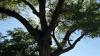 Activists climb ancient Arizona cottonwood to protect it from Trump border wall construction