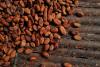 Ghana’s cocoa production is expected to fall 16% next season