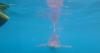 U-Maine shark researcher says tracking, tagging sharks informs conservation, infrastructure, public safety