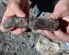 Crocodile Tooth and Dinosaur Bone Among Discoveries from Ninth Palaeontological Expedition at Tran Dinosaur Site