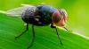 Texas confirmed screwworm's return after 50 years, and scientists are building a smarter stink trap