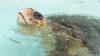 Florida sea turtles Paddles and Swim Shady survived boat strikes, then returned to the Atlantic