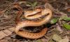 Guam's brown tree snakes should have been inbred into trouble, but their DNA helped them take over