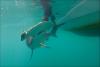 Researchers shed light on elusive sharks of Galapagos Islands