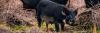 USDA announces $35 million to combat feral swine on American agricultural lands