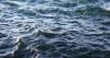 The Hidden Cost of Carbon: Ocean Acidification | Environmental Minute