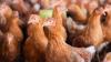 Farming representative challenges ‘misleading’ article on British poultry