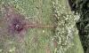 Storm topples backyard apple tree loaded with fruit, and gardeners map out a rescue plan