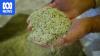 Why farmers are spreading crushed glass on their crops