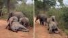 Kenya keepers counted only 2 elephant calves at breakfast, and Lima Lima had left hers behind