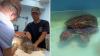 Florida loggerhead named Hope lost a flipper to an anchor line, and now her bandage is finally off