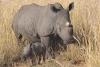 Six rhinos orphaned by poaching were rehabilitated in South Africa, later had calves in the wild