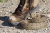 Colorado dad's rattlesnake bite on hike shows why fast treatment matters