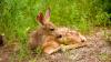 After Georgia road crashes killed many of their mothers, 40 orphaned fawns get a shot at the wild