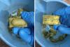 Round 2 of rabies vaccine bait drop begins Saturday